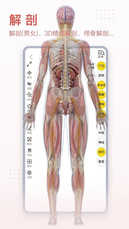 3dbody解剖图2